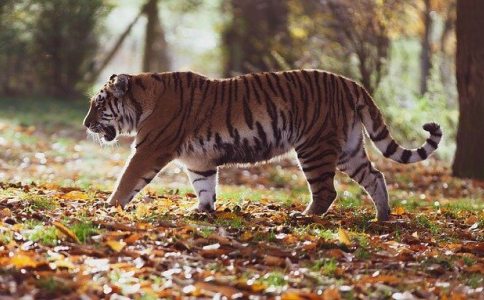 虎年王姓男寶寶取名大全款-尚名網(wǎng)