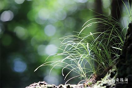 五行缺木最吉利的男孩名字_男孩五行缺木取名字_五行缺木又寓意好的字男孩名字